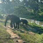 Sharanya Turadi Instagram – Elephants of Theppakadu 🐘

3 things you can never get enough of watching,

Elephants, A new born baby and the ocean 

How true? 
 
Paathukite irukalam ❤️🥹

Established in 1923, Theppakadu Elephant Camp stands as the oldest elephant camp in Asia. 
Presently, it houses 24 elephants and serves as a training and rehabilitation center for these majestic creatures. 
It is situated within the Mudumalai Wildlife Sanctuary and was initially founded to manage and train elephants used for forestry tasks like logging and timber transportation. 

This camp got super famous after the academy award winning Shortfilm Elephant whisperers and continue to attract more tourists around the world.

This elephant camp functions as a popular tourist destination and a center for rehabilitating captive elephants. Tourists can witness elephants being fed and bathed, and can also take elephant rides and safaris. In addition, the camp provides training programs for mahouts and educates visitors about the significance of elephant conservation.

📍Theppakadu, Tamilnadu 
#photodump #elephantwhisperers #tamilnadu #tamilnadutourism #theppakadu