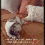 Shruthi Prakash Instagram - We don’t deserve them 🥺♥️ Thank you for blessing my life 🤗 @casperlovesginger Also the beautiful throw and cushions are from @hyppy.in 🌻 #shrutiprakash #casper #dogs #love #reel #peace #family #shruvibes