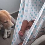 Sneha Sreekumar Instagram - My boys❤️❤️❤️ #myboys #beaglelover #oscarthebeagle #kedar
