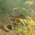 Sonalee Kulkarni Instagram - My journey on “Raavsaaheb” ends on such a gratifying note…..🐯 Spotted the majestic, the beautiful tigress “collarवाली” 🐅 #tadoba #tigerreserve #collarwali #tigress #tigerconservation #forest #maharashtra #collarwalitigress #sonaleekulkarni #wildlifephotography #raavsaaheb #marathifilm Pictures by @hemantupawar Thank you @nikmahajan @tadobaofficial @incredibletadoba Tadoba Andhari Tiger Reserve