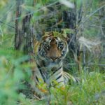 Sonalee Kulkarni Instagram - My journey on “Raavsaaheb” ends on the most gratifying note….. 🐅 #Raavsaaheb the #cub of “collarवाली” 🐯 #tadoba #tigerreserve #collarwali #tigress #tigerconservation #forest #maharashtra #collarwalitigress #sonaleekulkarni #wildlifephotography Pictures by @hemantupawar Thank you @nikmahajan @tadobaofficial Tadoba Andhari Tiger Reserve