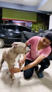 Tanya Ravichandran Instagram - 🐶❤️ Badra & Jhansi.

 #pitbull #americanbully #doglove