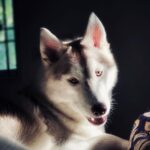 Tanya Ravichandran Instagram - “The best therapist has fur and four legs” lexi ❤️ #husky #huskypuppy #huskylove #huskylife #huskylovers #huskiesofinstagram #dogsofinstagram #puppiesofinstagram #puppy #puppylove #dog #puppylife