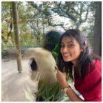 Tasnia Farin Instagram – A fun day out at the zoo
Met a Giant Panda 🐼 for the first time (only his back though) 
And those Penguins were the cutest creatures 🐧 Edinburgh Zoo