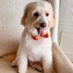 Urmila Matondkar Instagram - All dressed up for the weekend 😎 #romeo 🐶 What’s your plan folks? 😜 #friday #fridayvibes #fridaymood #attitude #fridaymood #weekendvibes