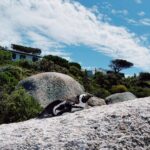 Aisha Ahmed Instagram - . A day in Cape Town 🫶🏼 My heart is so full, uff what a beautiful city & such warm, happy & welcoming people. Planning my holiday already ☀️ P.S- PINGUUUUU & SEA OTTERS & ICECREAAAAAAM 🤭 The Boulders, Western Cape, South Africa