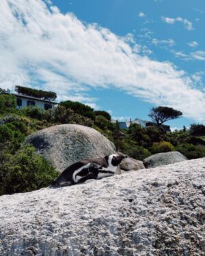 Aisha Ahmed Instagram - . 
A day in Cape Town 🫶🏼
My heart is so full, uff what a beautiful city & such warm, happy & welcoming people. Planning my holiday already ☀️
P.S- PINGUUUUU & SEA OTTERS & ICECREAAAAAAM 🤭