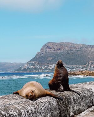 Aisha Ahmed Instagram - . 
A day in Cape Town 🫶🏼
My heart is so full, uff what a beautiful city & such warm, happy & welcoming people. Planning my holiday already ☀️
P.S- PINGUUUUU & SEA OTTERS & ICECREAAAAAAM 🤭
