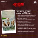 Angana Roy Instagram - আমাদের চারপেয়ে বন্ধুদের নিয়ে মজার তথ্য- #PariahTrivia #Pariah #পারিয়া Teaser আসছে ৩রা জানুয়ারী ২০২৪ @tathagata_official_ @vikramchatterje @soumyamukhherjee @ambarish_bhattacharya @sreelekhamitraofficial @debashisroy1994 @shahir_raj @deboprasadhaldar @deuttaran @avik_maity @ranajoybhattacharjee @ritam_sane @anindit_roy @adeepsinghmanki @space_junk23 #RajatDolui #RajeshKannan #Mohanda #Poulami @mitaapal @sudipanchakraborty @lopon.magical @sengupta.joyeeta @ovinobo_ghosh @prateekchakravorty @dreams_on_sale @pramodfilms