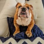 Anshula Kapoor Instagram - No matter how many times you experience the death of someone you love, It still doesn’t prepare you for the next time you loose someone. My bundle of joy, the happiest bulldog ever, the most loving, the most caring gol matol left us yesterday. It’s been a day and it still hasn’t sunk in. I don’t know how long it will take for it to hit me. Every loss hits hard, every loss knocks the wind out of you.. and you’re never prepared. We love you Max. Always and forever. I know mom Choco and Fubu will take good care of you on the other side. And I hope they keep you surrounded by an endless supply of peanut butter, chicken, dahi and apples. Thank you for loving us unconditionally, during our darkest times and during our best times. Home is not the same without you. Love you forever my Maxalulu 🤍♾️