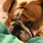 Anshula Kapoor Instagram - No matter how many times you experience the death of someone you love, It still doesn’t prepare you for the next time you loose someone. My bundle of joy, the happiest bulldog ever, the most loving, the most caring gol matol left us yesterday. It’s been a day and it still hasn’t sunk in. I don’t know how long it will take for it to hit me. Every loss hits hard, every loss knocks the wind out of you.. and you’re never prepared. We love you Max. Always and forever. I know mom Choco and Fubu will take good care of you on the other side. And I hope they keep you surrounded by an endless supply of peanut butter, chicken, dahi and apples. Thank you for loving us unconditionally, during our darkest times and during our best times. Home is not the same without you. Love you forever my Maxalulu 🤍♾️