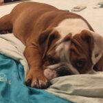 Anshula Kapoor Instagram - No matter how many times you experience the death of someone you love, It still doesn’t prepare you for the next time you loose someone. My bundle of joy, the happiest bulldog ever, the most loving, the most caring gol matol left us yesterday. It’s been a day and it still hasn’t sunk in. I don’t know how long it will take for it to hit me. Every loss hits hard, every loss knocks the wind out of you.. and you’re never prepared. We love you Max. Always and forever. I know mom Choco and Fubu will take good care of you on the other side. And I hope they keep you surrounded by an endless supply of peanut butter, chicken, dahi and apples. Thank you for loving us unconditionally, during our darkest times and during our best times. Home is not the same without you. Love you forever my Maxalulu 🤍♾️