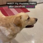 Archana Chandhoke Instagram - Aloo parathas are a fav in our family - Quick recipe - Boiled potatoes - 6 Onions - 3 super finely chopped Green chillies - 2 finely chopped Pudina and coriander leaves - a handful finely chopped Ginger - half teaspoon - finely grated Red chilli powder - as per the spice for your family Turmeric - 1/4 tsp Jeera powder - 1 tsp Garam Masala - 1 tsp Dhania powder - 1 tsp Dry mango powder / chaat masala - 1 tsp Salt to taste Mix everything well and stuff in the roti and cook!! Dollops of butter and some fresh curd 😍 Great Sunday lunch / dinner 🤩 Thanks @zaaravineet.offl for capturing the quick cooking and editing so prettily