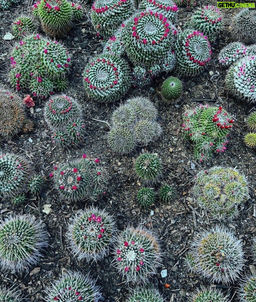 Ariah Agarwal Instagram - Feelin prickly 🌵 . . . . #sikkim #kalimpong #gangtok #cactus #traveldiary