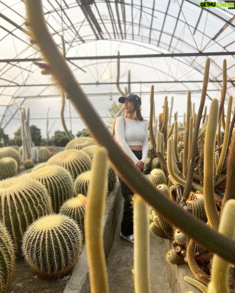 Ariah Agarwal Instagram - Feelin prickly 🌵 . . . . #sikkim #kalimpong #gangtok #cactus #traveldiary