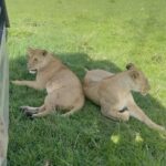 Chinmayi Instagram - Close encounters of the lioness kind @starvoirs