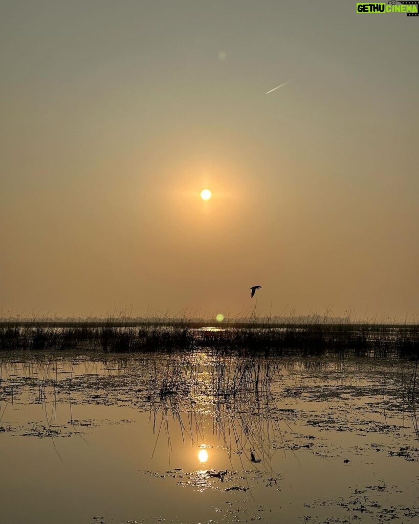 Dimple Biscuitwala Instagram - Nature’s silent symphony, a refreshing serenade for the soul☀️ #SunriseMagic #blissfulmoments #naturelove #nalsarovar #nalsaroverbirdsanctuary Nal Sarovar