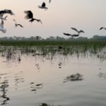 Dimple Biscuitwala Instagram – Nature’s silent symphony, a refreshing serenade for the soul☀️ #SunriseMagic #blissfulmoments #naturelove #nalsarovar #nalsaroverbirdsanctuary Nal Sarovar