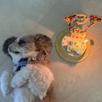 Kanikka Kapur Instagram - Small life update - I haven’t been very well since the past few days and the one who’s never left my side since I got back home is this guy. He is the epitome of unconditional love, compassion and warmth. I’m so grateful for Koko. His love heals. My baby turns 7 today ❤️ Cake by @puppychinodelhi Cupcakes by @thecaninecompany.in