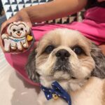 Kanikka Kapur Instagram - Small life update - I haven’t been very well since the past few days and the one who’s never left my side since I got back home is this guy. He is the epitome of unconditional love, compassion and warmth. I’m so grateful for Koko. His love heals. My baby turns 7 today ❤️ Cake by @puppychinodelhi Cupcakes by @thecaninecompany.in