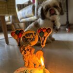 Kanikka Kapur Instagram - Small life update - I haven’t been very well since the past few days and the one who’s never left my side since I got back home is this guy. He is the epitome of unconditional love, compassion and warmth. I’m so grateful for Koko. His love heals. My baby turns 7 today ❤️ Cake by @puppychinodelhi Cupcakes by @thecaninecompany.in