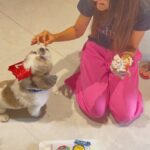 Kanikka Kapur Instagram - Small life update - I haven’t been very well since the past few days and the one who’s never left my side since I got back home is this guy. He is the epitome of unconditional love, compassion and warmth. I’m so grateful for Koko. His love heals. My baby turns 7 today ❤️ Cake by @puppychinodelhi Cupcakes by @thecaninecompany.in