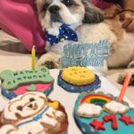 Kanikka Kapur Instagram - Small life update - I haven’t been very well since the past few days and the one who’s never left my side since I got back home is this guy. He is the epitome of unconditional love, compassion and warmth. I’m so grateful for Koko. His love heals. My baby turns 7 today ❤️ Cake by @puppychinodelhi Cupcakes by @thecaninecompany.in