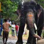 Karunya Ram Instagram - Words fail to express my deep sarrow for your loss ARJUNA 😞💔🙏🏻 : : : #arjunaelephant #animal #elephant #arjunaelephant😍🐘