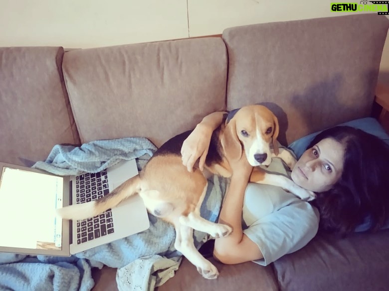 Manava Naik Instagram - Nepo's voice over: All get an off on sunday.. but you work.. #beagle #pet #sunday #work #holiday