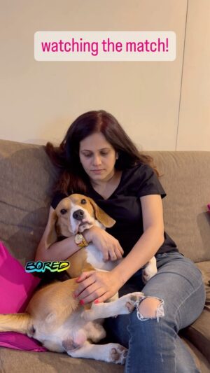 Manava Naik Instagram - This also can be a reaction to the #match #indiavsaustralia #worldcup #beagle #pets #cricket #homevideo #beagles
