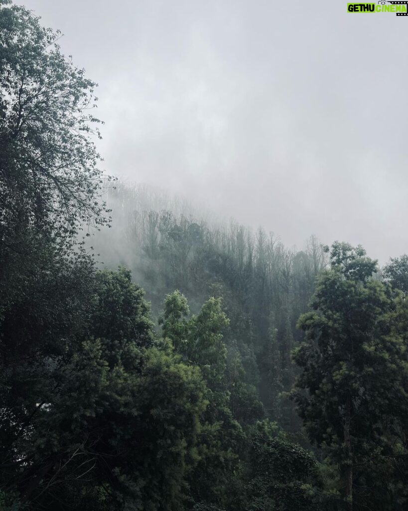 Nakshatra Murthy Instagram - Between every pine 🌲 there is a doorway to a new world 🕰 ….. Shot by me ❤ The love for pine trees , eucalyptus smell , mist and mountains are never ending for me 🦋