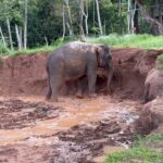 Natasa Stankovic Instagram - 🐘 ❤️ Phuket