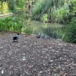 Natasa Stankovic Instagram - Adelaide Botanic Garden