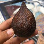 Nidhi Bhanushali Instagram - New tropical fruits unlocked! 1-2 Mangosteen. The most exotic fruit i’ve ever had to opportunity to consume! Found a cart selling it randomly one day in Mangalore and it took our fancy immediately. It also is one of the most expensive fruits I’ve ever bought at ₹400 per kg. because of how rare and difficult to transport it is. 3-4 Red Dragon. Growing up in a fruit fanatic household, white dragon fruit is part of our daily intake but never had i ever eaten a purple one until last week. Oh so tender and so sweet! 5-6 Snake fruit. With the outer shell exactly like that of a snake’s scales and inside not too far away from jackfruit - this fruit, native to Indonesia, is definitely one of its kind. 7 @_ninosaur caught in the moment most probably giving thanks to the universe for make all these fingerlicking delicious fruits! #ninoandfruits