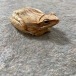 Pooja Bhatt Instagram - The frog Prince! #allcreaturesgreatandsmall #treefrogs #wisemencompany #🐸