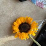 Rashmi Agdekar Instagram - sunset, sunflower and skills of @pranati_rai_prakash 📸💛 Thank you for a lovely evening Pranati 🌻 #femalegaze #goldenhour