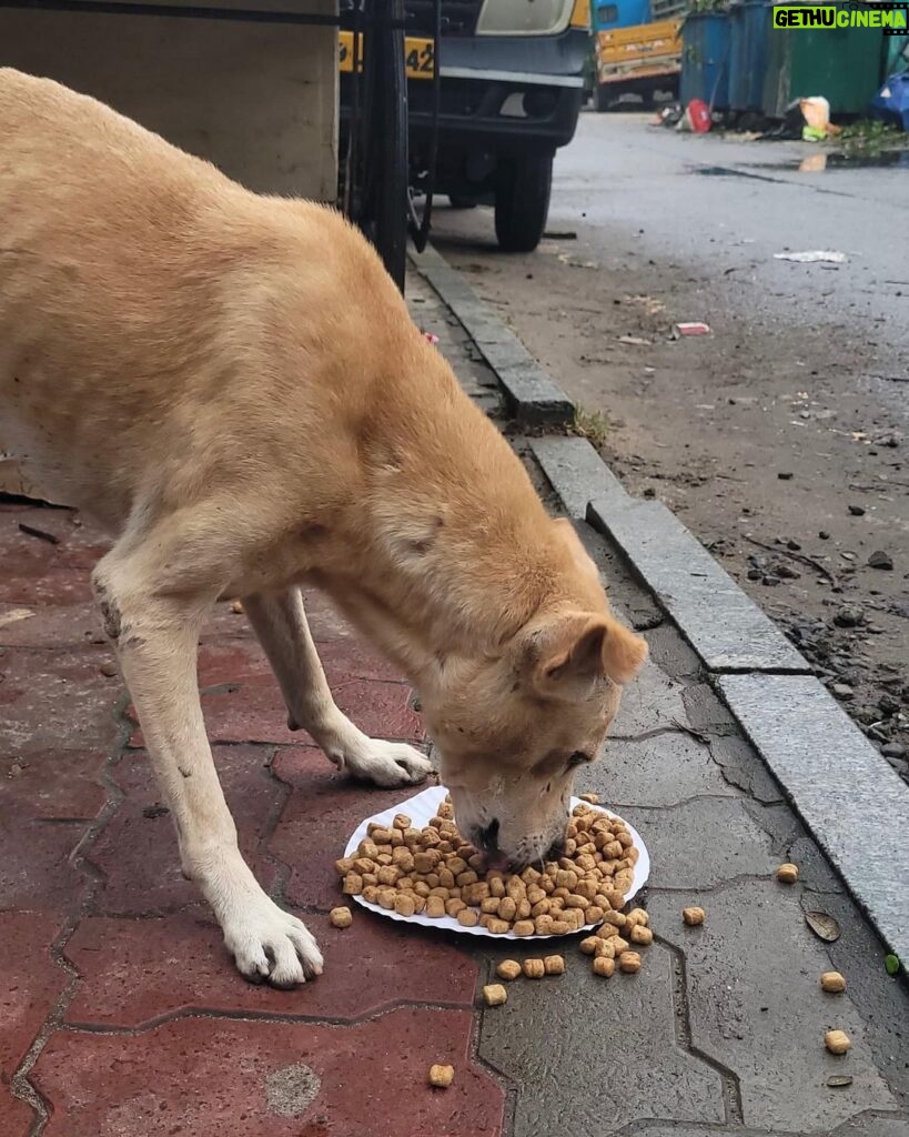 Regina Cassandra Instagram - Chennai Rains 2023 - #Chennai is badly affected with the #Cyclone making it Flooded & Water logged in several parts of the city ! As many of us come forward to #Help the #Humans in need, please do help the #Voiceless who are in desperate need ! Here are some important things you can do to help the #Animals in need - * Open the gates & provide space for Animals (this is only temporary), once water reduces, the Animals will return to their regular place, * Provide Food to the Animals (as the main source of Food of these Animals are from the roadside shops & they are affected badly & shut), * Report to Helplines if you see an injured, sick or any animal stuck in Water, * Please share your thoughts to help Animals in your social media & Whatssp groups so that others can help Animals too. We @ #PFCI will continue to #Feed the Voiceless like during the devastating Chennai Floods in 2015. We will also have more #FoodDistributionDrive & anyone in need of #Food to feed the Voiceless, please do reach out to us. #Kudos to our #Team for reaching out to the Voiceless !! Photo Credits - @mano._r #ChennaiRains #ChennaiRains2023 #Rain #HeavyRains #Flood #Chennai #Help #Needy #CrueltyFree #StrayKids #Dogs #Cats #Cow #Water #Volunteer #Activism #Welfare #Kindness #Compassion