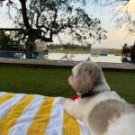 Rhea Kapoor Instagram - 🍚🐟🐶🌞🧡 Goa