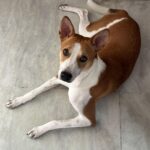 Solanki Roy Instagram - When i am the bill... 🐶 #dogsofinstagram #doglover #mypet #solankiroy #love #lifeisbeautiful