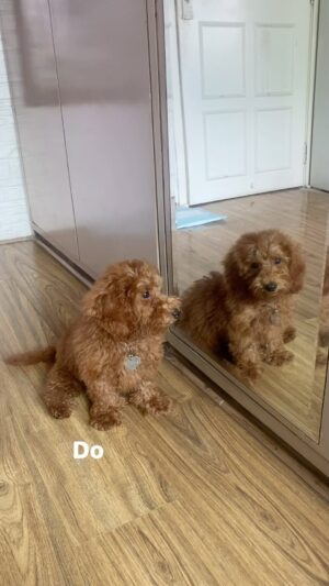 Sonyaa Ayodhya Instagram - You are perfection @sonyakabetacharles 😁🥹 #petlove #charles #doglovers #dogreels
