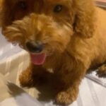 Sonyaa Ayodhya Instagram - Im a baby @sonyaaayodhya #doglovers
