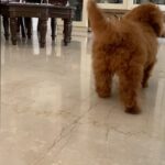 Sonyaa Ayodhya Instagram - Got it from my mama 😂 #funnyreels #doglovers #love #reels