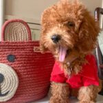 Sonyaa Ayodhya Instagram - Charles loves his new Shirt 🤣 from @zorbainternational . . . #Dogsofinstagram #dogs #poodles #toypoodles #india #dogstagram #dogfashion