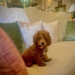 Sonyaa Ayodhya Instagram - My ❤️🥹 @sonyakabetacharles . . . . #Charles #sonyakabetacharles #dogsofinstagram #baby #love #home #happy #vibe #doglover #dogs