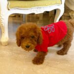 Sonyaa Ayodhya Instagram - Charles loves his new Shirt 🤣 from @zorbainternational . . . #Dogsofinstagram #dogs #poodles #toypoodles #india #dogstagram #dogfashion