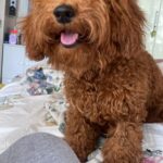 Sonyaa Ayodhya Instagram - Hi! Good morning ‘My muffin beta’ @sonyakabetacharles 🤣 #dogparent #reels #love #charles #puppy #toypoodle