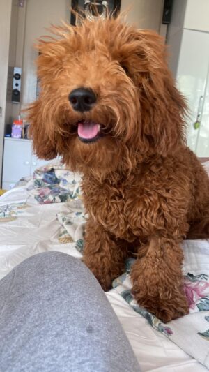 Sonyaa Ayodhya Instagram - Hi! Good morning ‘My muffin beta’ @sonyakabetacharles 🤣 #dogparent #reels #love #charles #puppy #toypoodle
