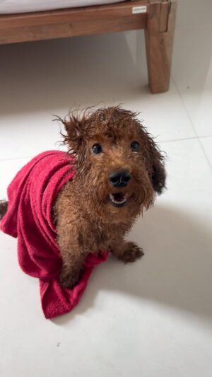 Sonyaa Ayodhya Instagram - It’s ’Shava Shava’ time 😂 Does your puppy love ‘Shower time’? #reels #reelsinstagram #reelkarofeelkaro
