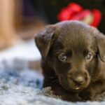 Swastika Mukherjee Instagram - UPDATE: ADOPTED. Miles, named after Miles Davis, is a sweet 6 week old Labrador Retriever mix pup available for adoption. He was part of an irresponsibly bred home litter and then discarded onto the streets because he is "too naughty". He's an absolute sweetheart and needs a patient family that will give him an amazing next 15 years of his life. He is presently in South Delhi but his adoption is open to all of Delhi and other accessible parts of NCR. To adopt him, DM @dod_spay_neuter and we will send you an adoption application form and further details on the process. Miles will be okay as an only dog or with other dogs/cats. He's very young and very sociable. Thank you @vineet.khunger for clicking him! #adoptdontshop #labmix #puppy Delhi, India