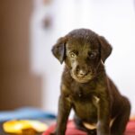 Swastika Mukherjee Instagram - UPDATE: ADOPTED. Miles, named after Miles Davis, is a sweet 6 week old Labrador Retriever mix pup available for adoption. He was part of an irresponsibly bred home litter and then discarded onto the streets because he is "too naughty". He's an absolute sweetheart and needs a patient family that will give him an amazing next 15 years of his life. He is presently in South Delhi but his adoption is open to all of Delhi and other accessible parts of NCR. To adopt him, DM @dod_spay_neuter and we will send you an adoption application form and further details on the process. Miles will be okay as an only dog or with other dogs/cats. He's very young and very sociable. Thank you @vineet.khunger for clicking him! #adoptdontshop #labmix #puppy Delhi, India